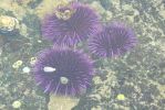 PICTURES/Oregon Coast Road - Cape Perpetua/t_Purple Sea Urchin1.JPG